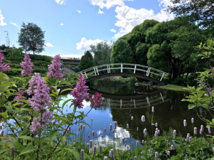 Kuvassa Jokipuisto. Kuvan etualalla vaaleanpunaiset kukkaset ja taustalla lampi ja sen silta.